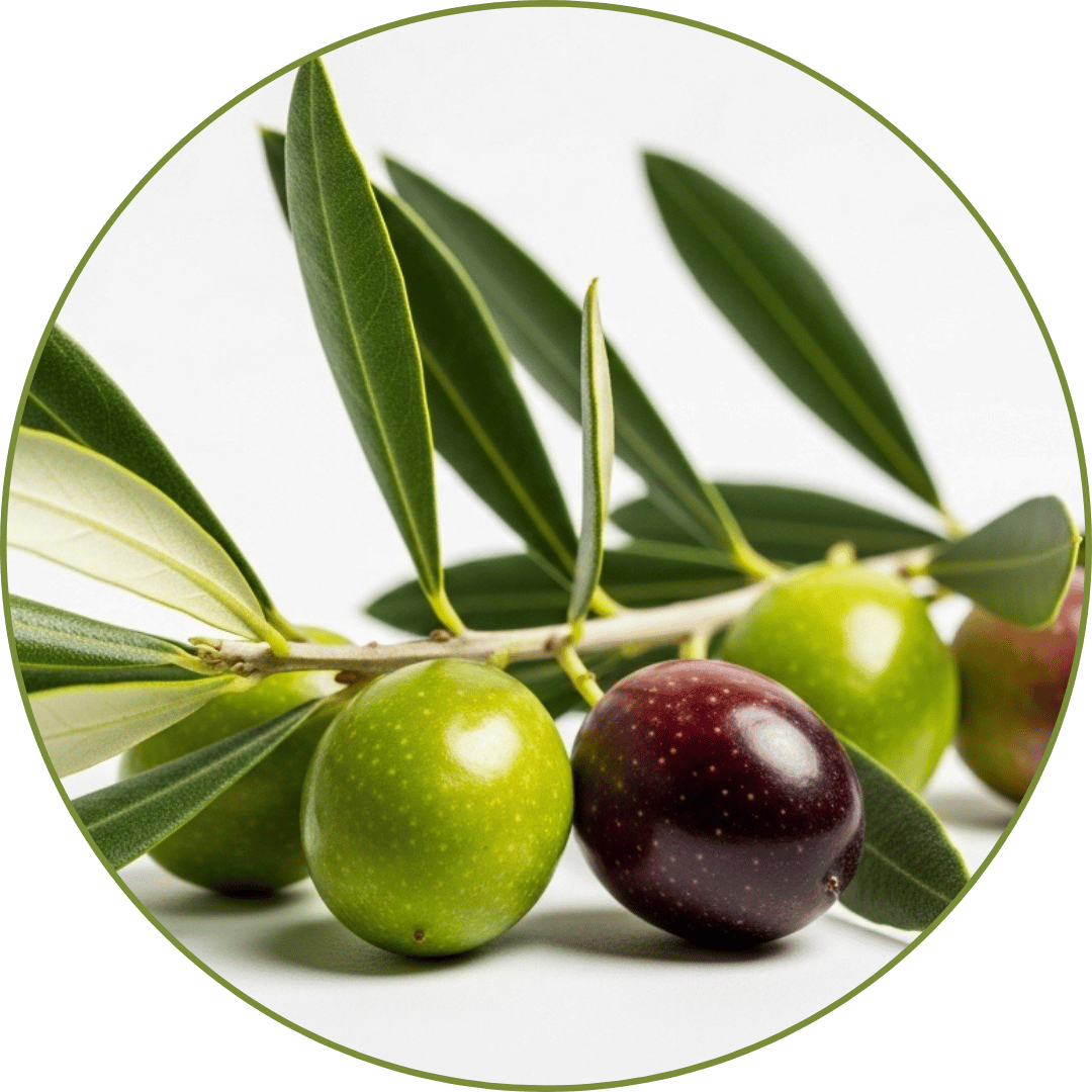 Olajfa levél kivonat – természetes antioxidáns